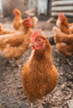Hen chicken close-up