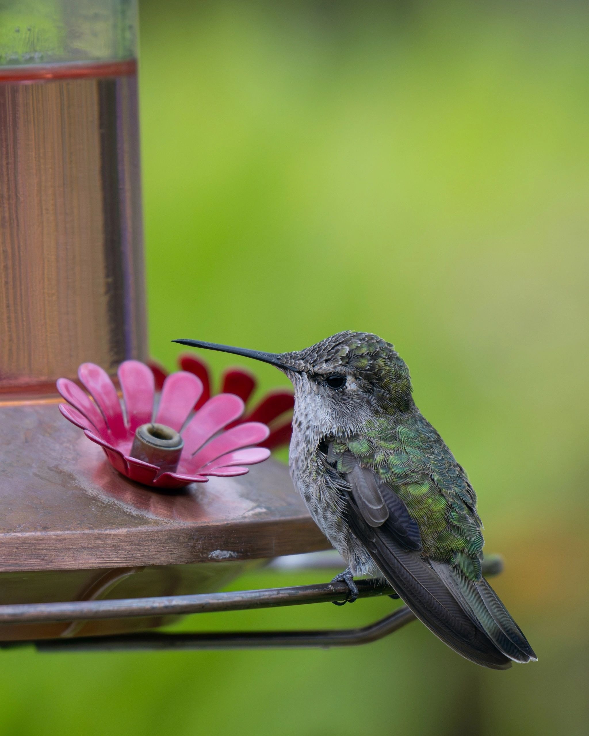 Hummingbird perched on a feeder