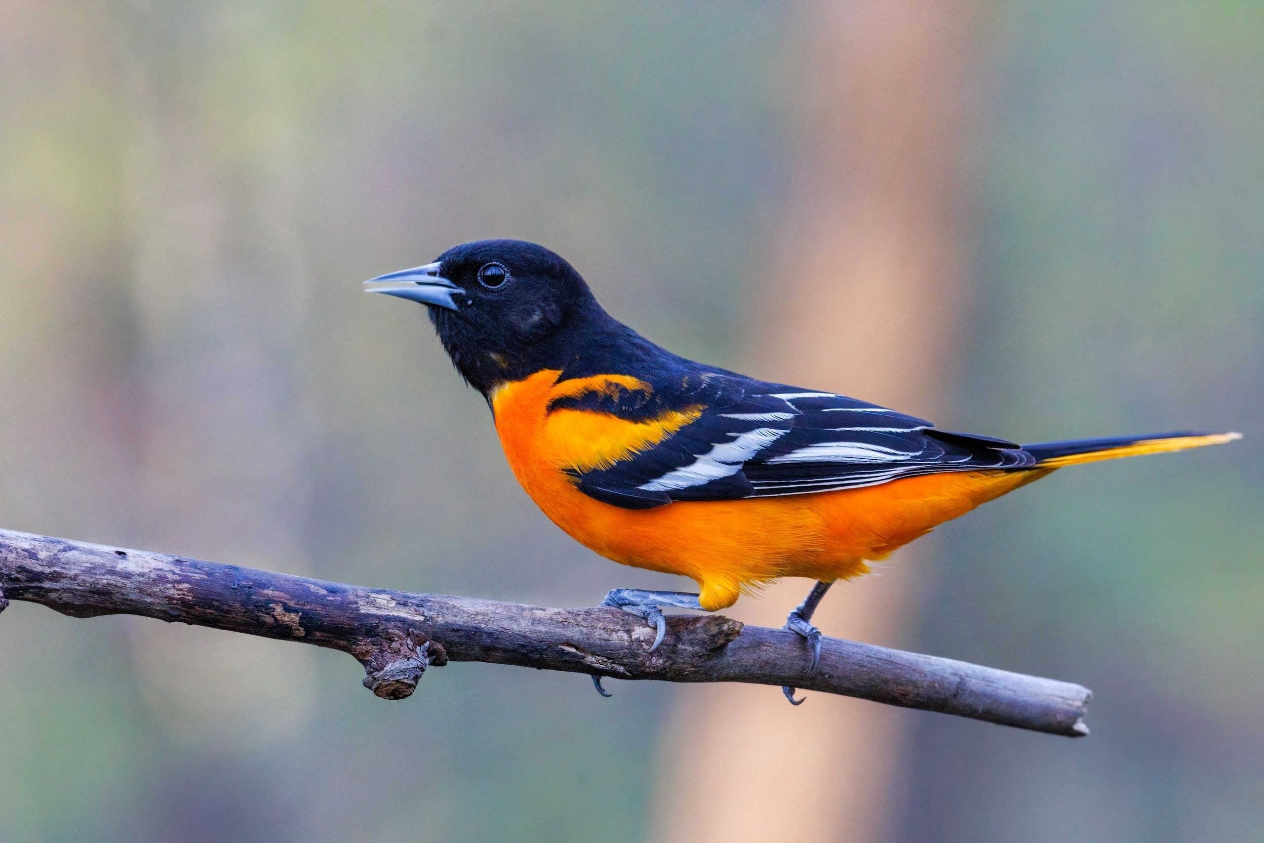Baltimore Oriole on a branch