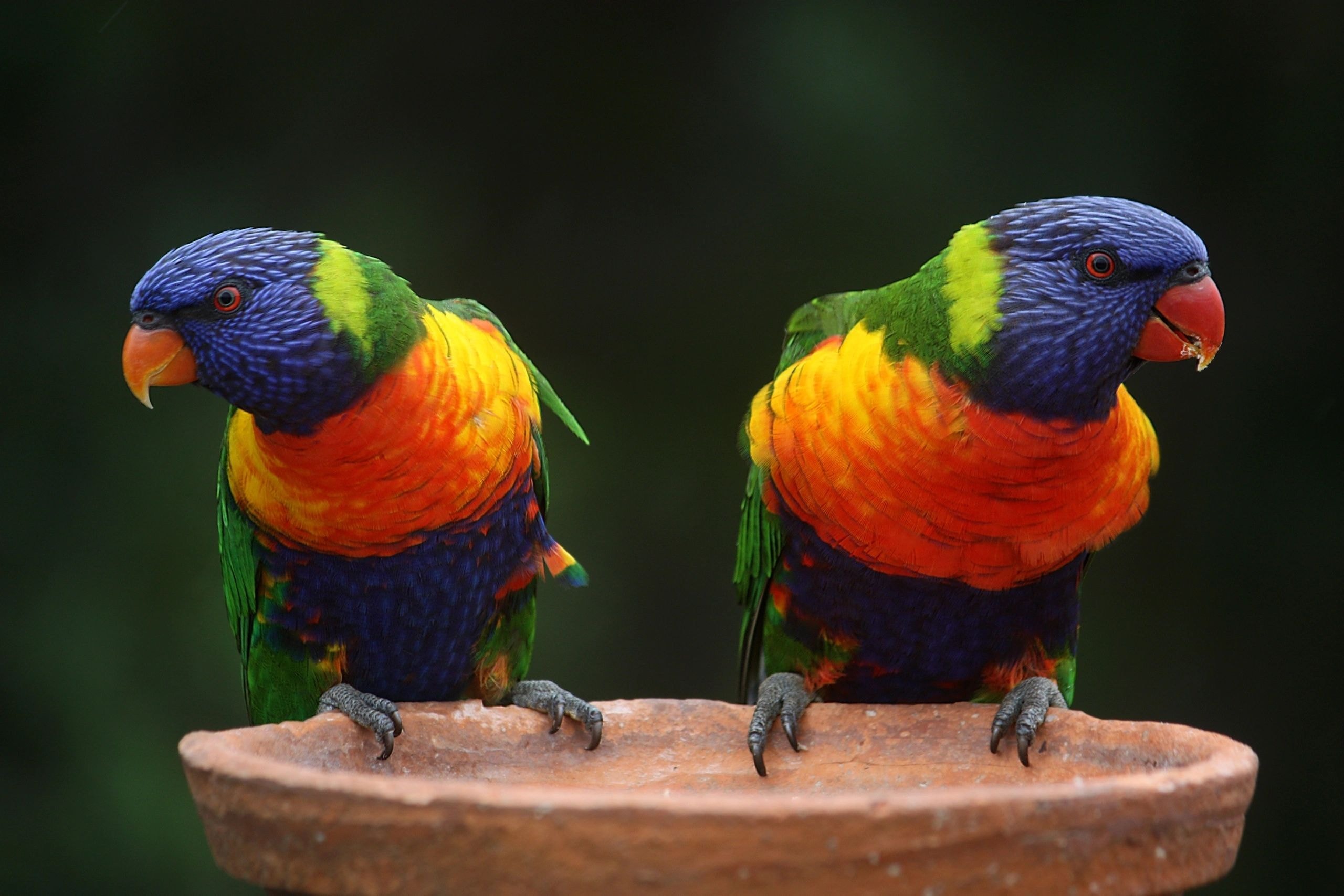 Rainbow lorikeets perched together