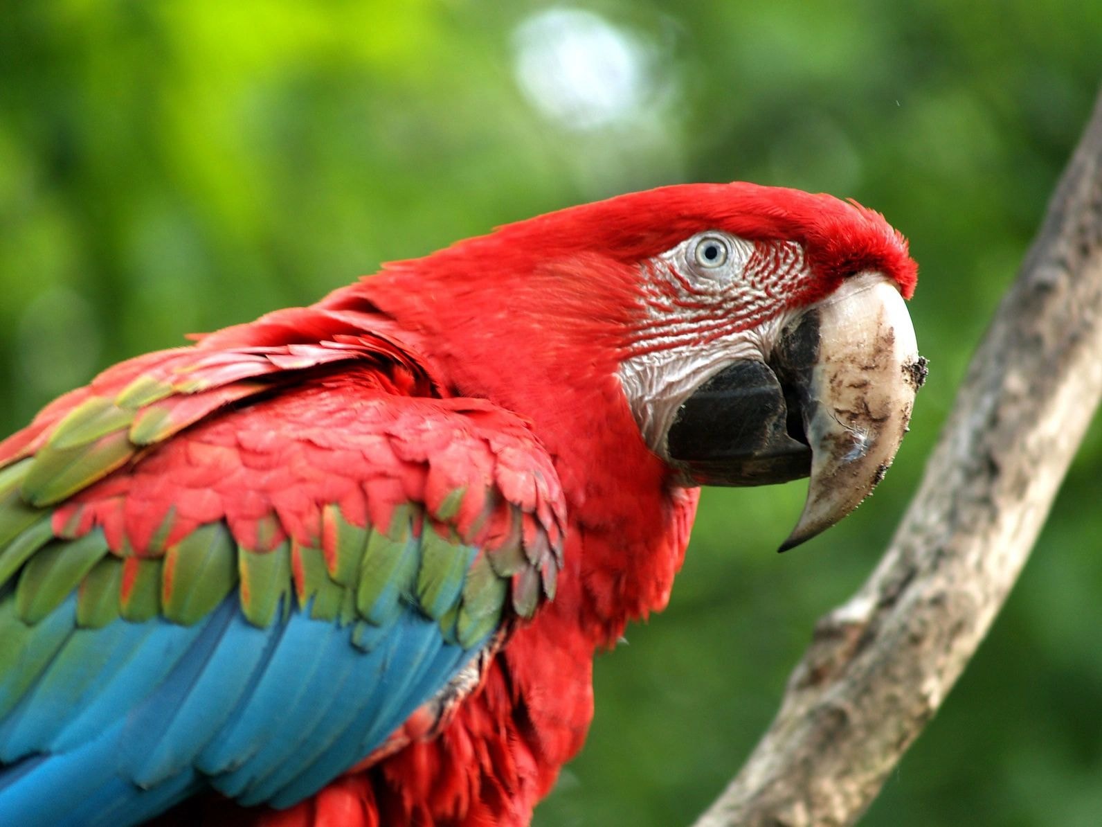 Vibrant red macaw on a branch